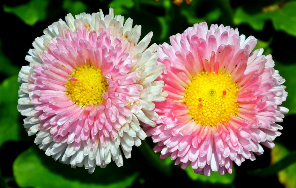Daisies Flowers Spring Nature Garden Macro Beauty Daisies Flowers Spring Nature Garden Macro Beauty