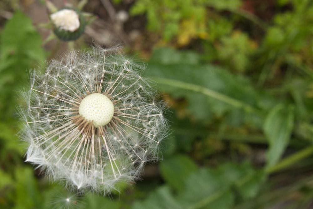 Dandelion Number Of Lion White Flower Dandelion Number Of Lion White Flower
