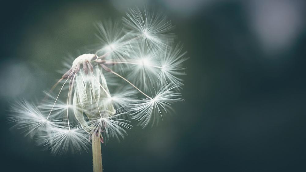 Dandelion Flower Nature Plants Seeds Wind Flowers Dandelion Flower Nature Plants Seeds Wind Flowers