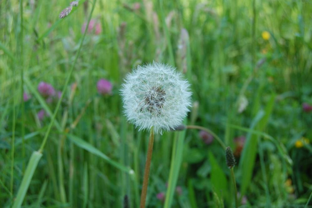 Dandelion White Seed Pollen Country Wild Flower Dandelion White Seed Pollen Country Wild Flower