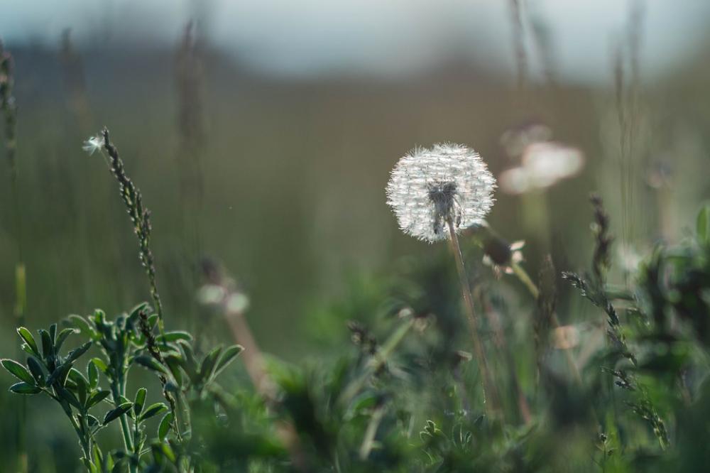 Dandelion Flower Flowers Macro Spring Nature Dandelion Flower Flowers Macro Spring Nature