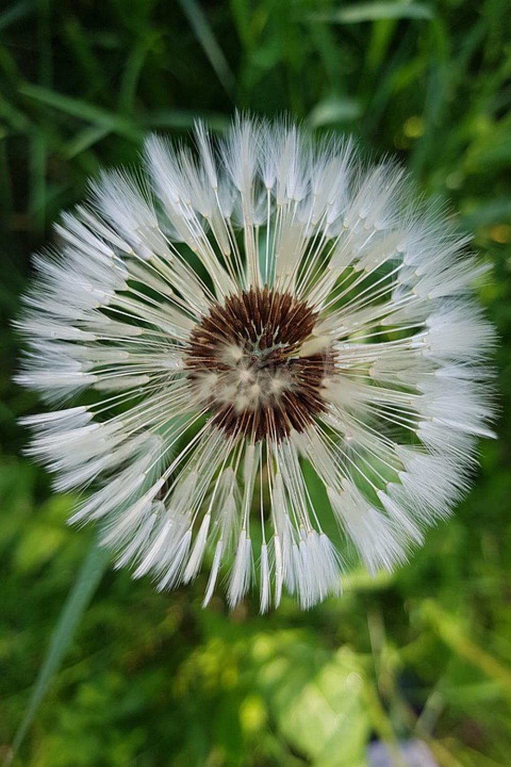 Dandelion Seeds Summer Nature Flower Bed Dandelion Seeds Summer Nature Flower Bed