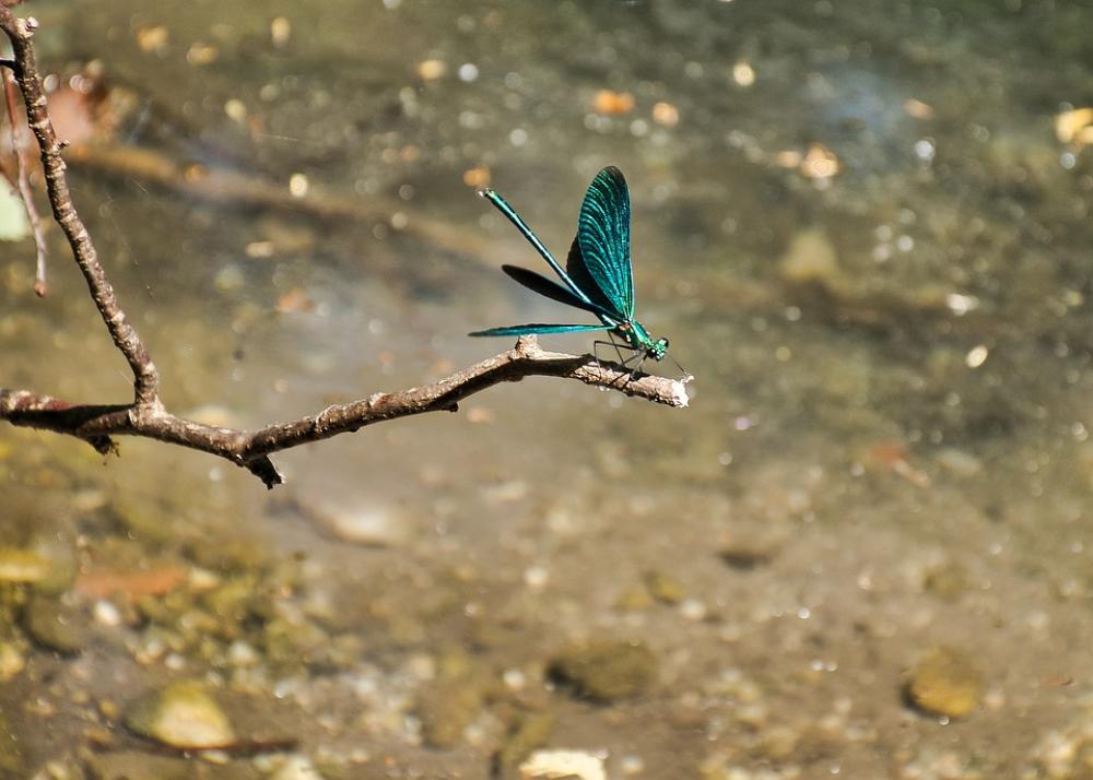 Demoiselle Close Up Dragonfly Blue Animal Demoiselle Close Up Dragonfly Blue Animal