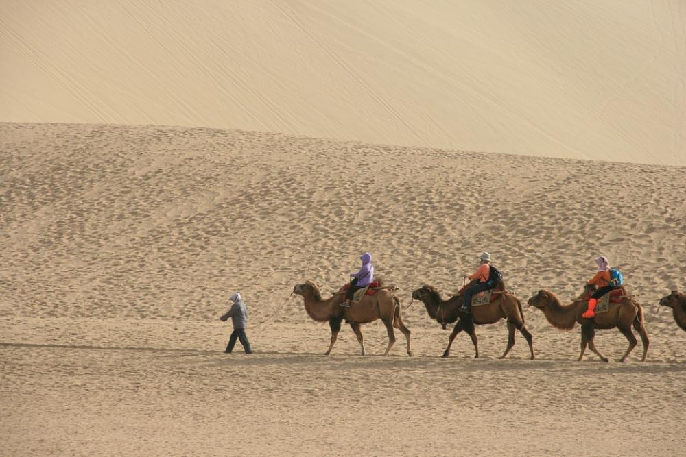 Desert Camel Tourism Desert Camel Tourism