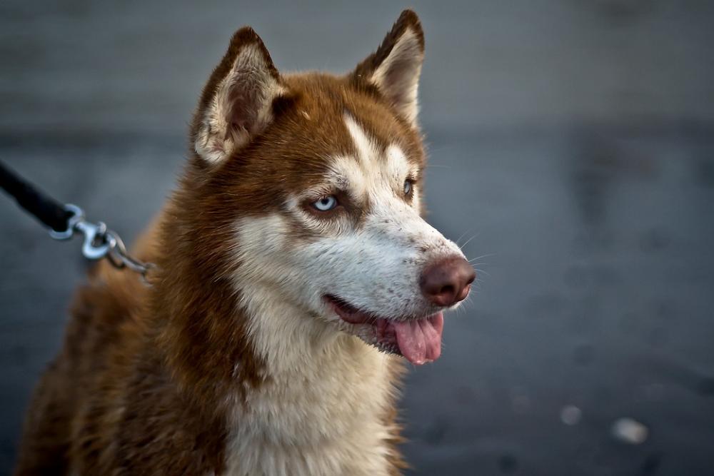 Dog Animal Brown Pet Looking Portrait Funny Dog Animal Brown Pet Looking Portrait Funny