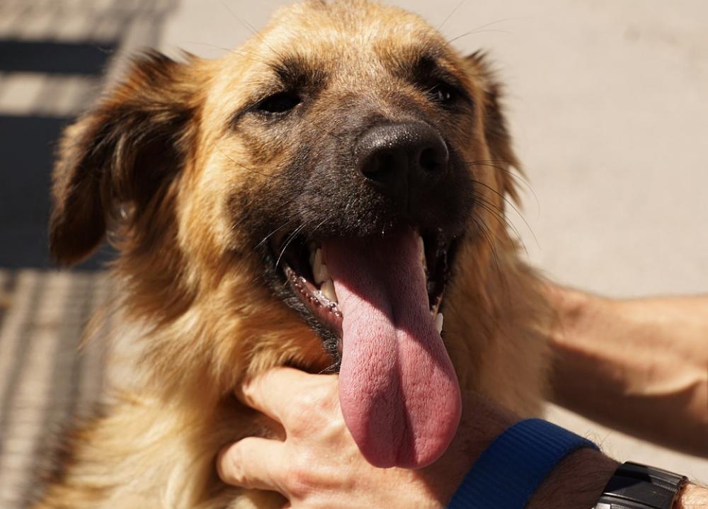Dog Pet Hand Trust Young Ria Joy Good Friend Dog Pet Hand Trust Young Ria Joy Good Friend