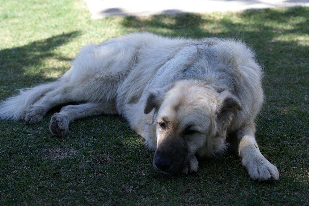Dog Puppy Pet Cute Canine Adorable Doggy Dog Puppy Pet Cute Canine Adorable Doggy