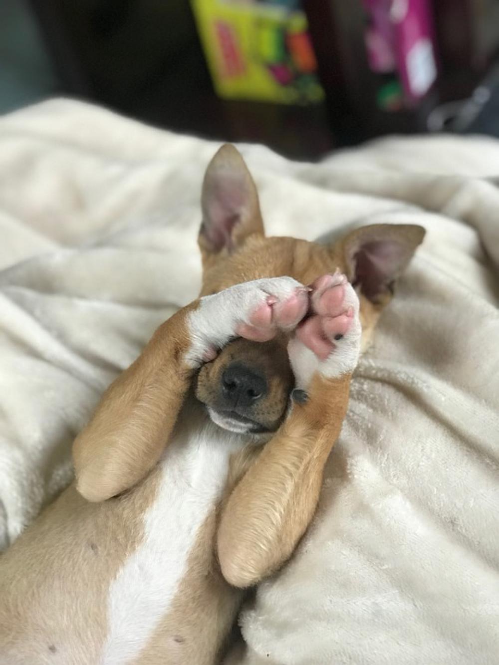 Dog Puppy Bashful Puppy Shy Dog Peekaboo Dog Puppy Bashful Puppy Shy Dog Peekaboo