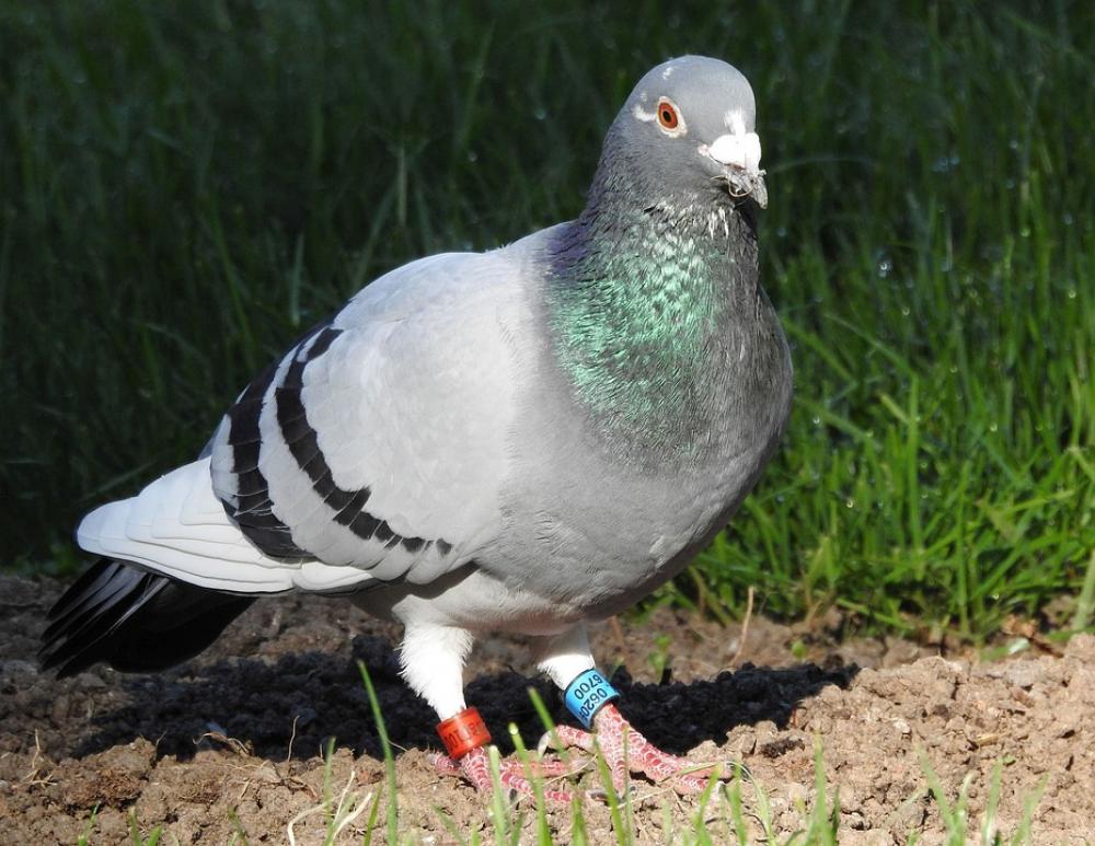 Dove Bird Grey Poultry Animal World Nature Park Dove Bird Grey Poultry Animal World Nature Park