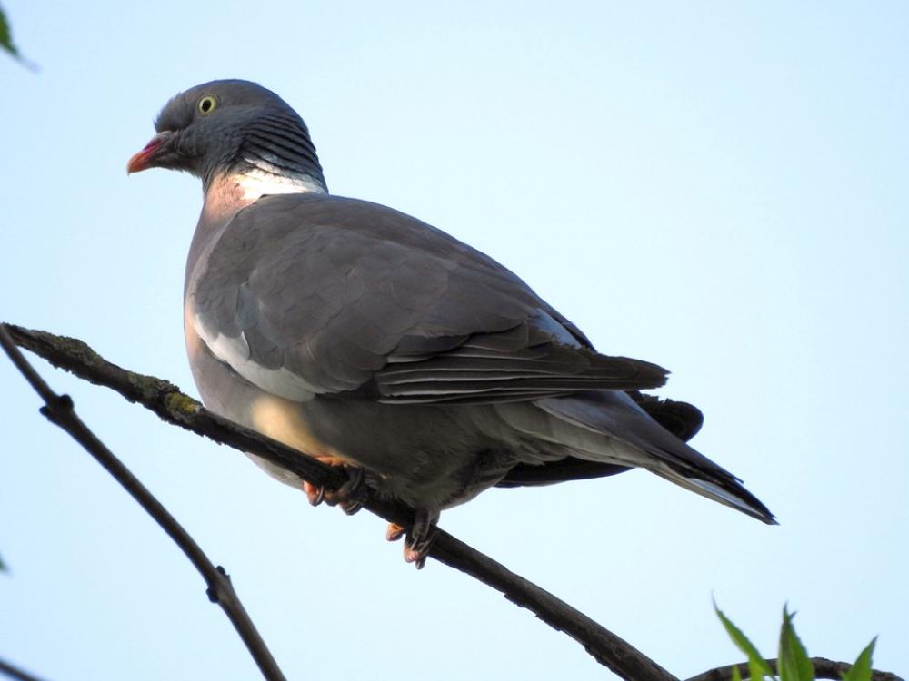 Dove Grey Bird Poultry Animal World Nature Dove Grey Bird Poultry Animal World Nature