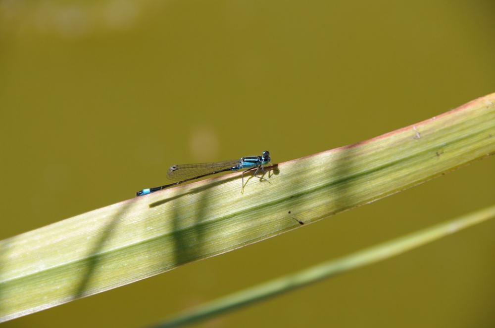 Dragonfly Animal Insects Wings Blue Insect Spring Dragonfly Animal Insects Wings Blue Insect Spring