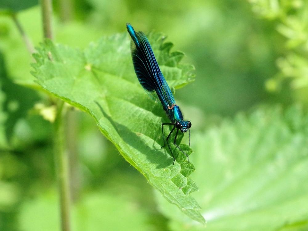 Dragonfly Nature Insect Blue Animal World Summer Dragonfly Nature Insect Blue Animal World Summer
