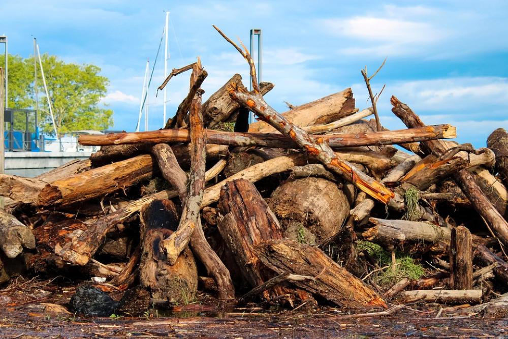 Driftwood Wood Nature Beach Water Sand Sea Driftwood Wood Nature Beach Water Sand Sea
