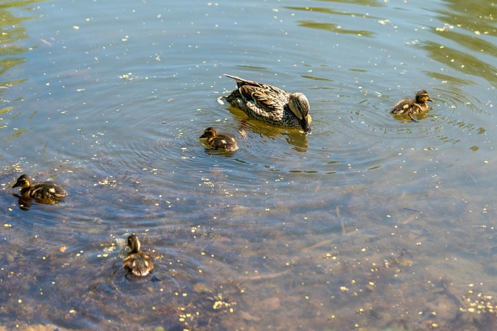 Duck Ducklings Bird Nature Outdoor Summer Water Duck Ducklings Bird Nature Outdoor Summer Water