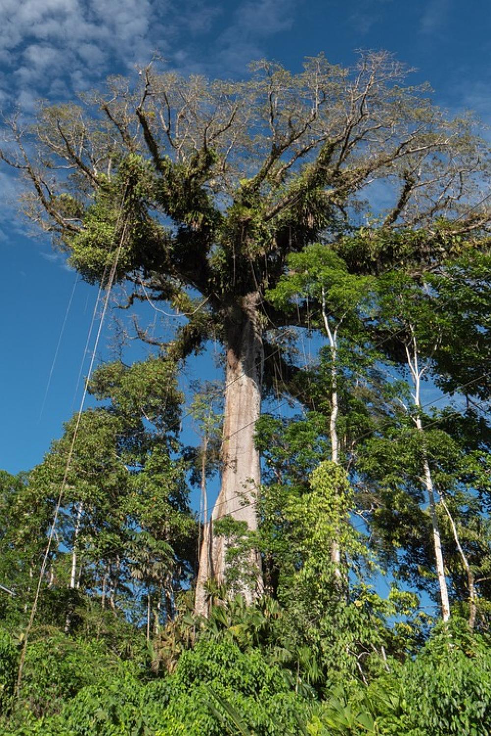 Ecuador Rainforest Jungle Giant Tropical Tree Ecuador Rainforest Jungle Giant Tropical Tree