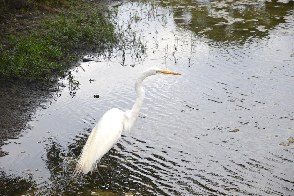 Egret Bird Water Animal Wings Wildlife Feathers Egret Bird Water Animal Wings Wildlife Feathers