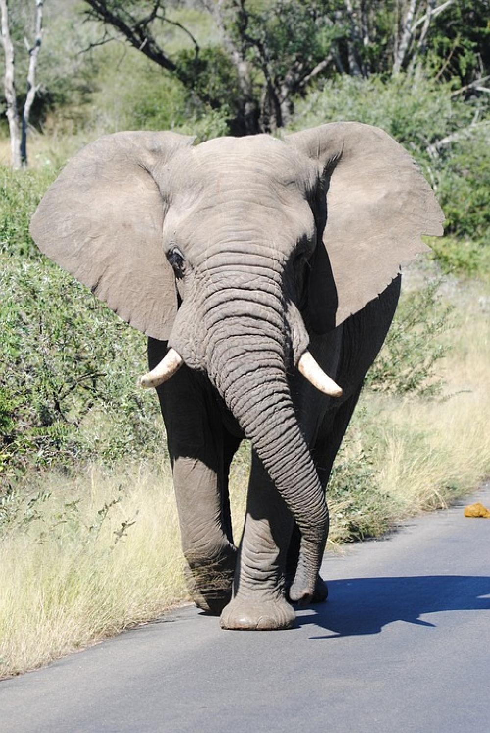 Elephant Big5 Bigfive Roadblock Animal Nature Elephant Big5 Bigfive Roadblock Animal Nature