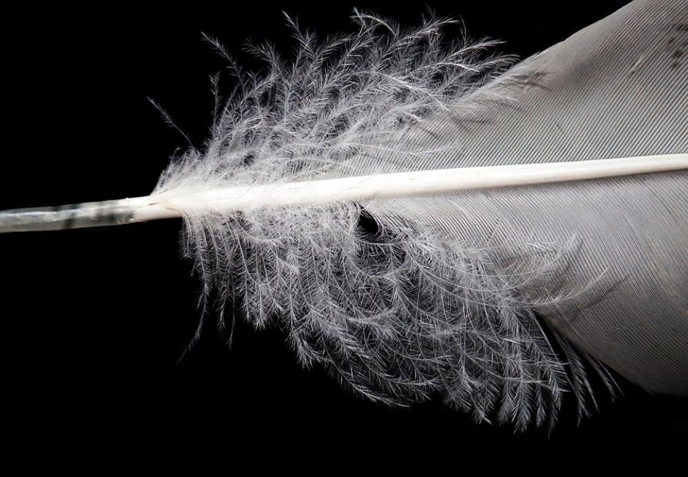 Feather Plumage Bird Goose Flying Nature Feather Plumage Bird Goose Flying Nature