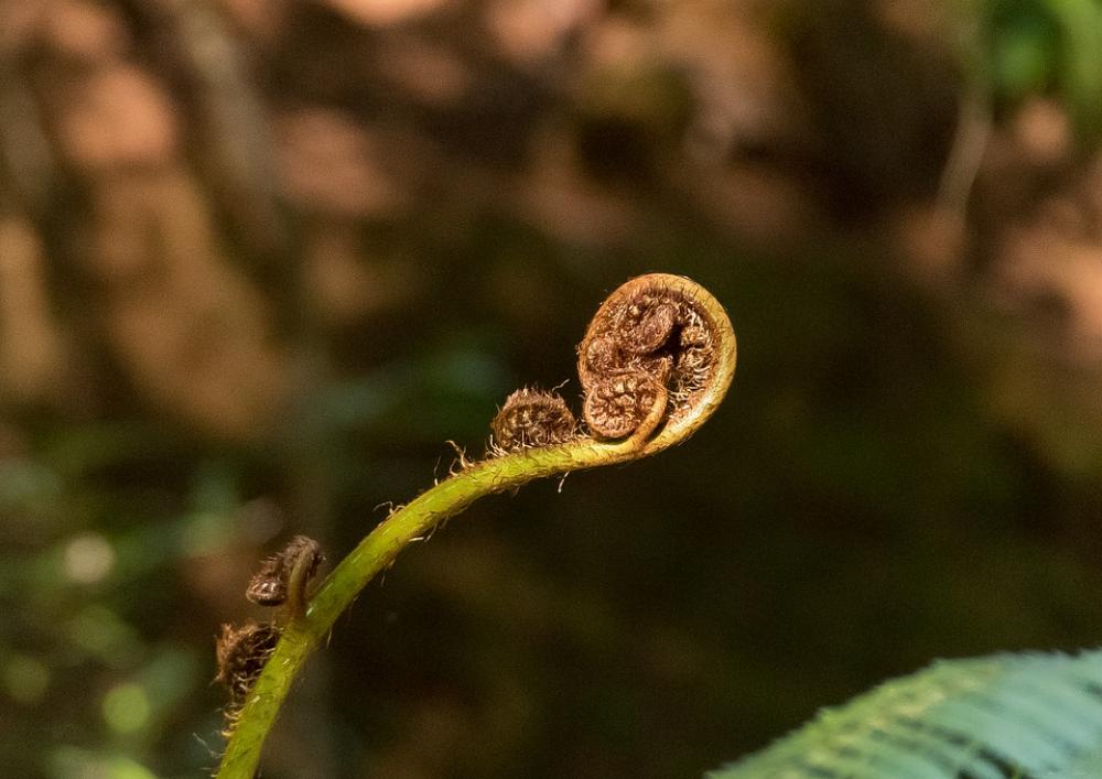 Fern Frond Bud Forest Queensland Australia Fern Frond Bud Forest Queensland Australia