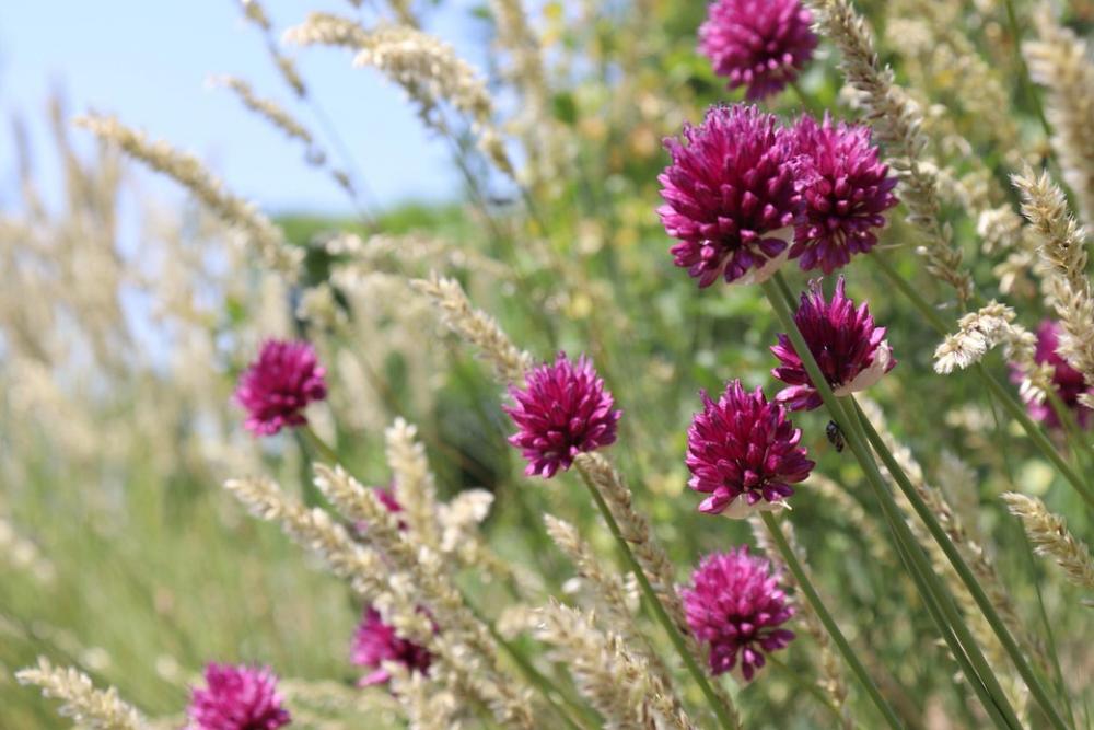 Field Herbs Stem Pink Green Flower Light Field Herbs Stem Pink Green Flower Light