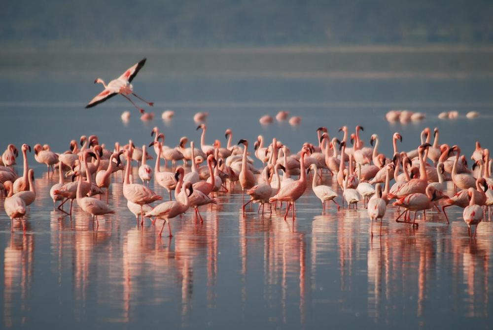 Flamingos Africa Wildlife Bird Animal Wild Pink Flamingos Africa Wildlife Bird Animal Wild Pink