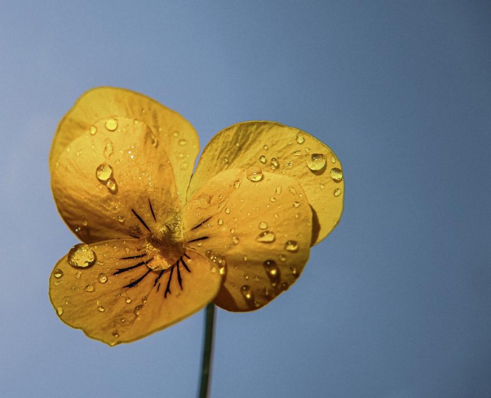 Flower Water Nature Plant Rain Flora Garden Flower Water Nature Plant Rain Flora Garden