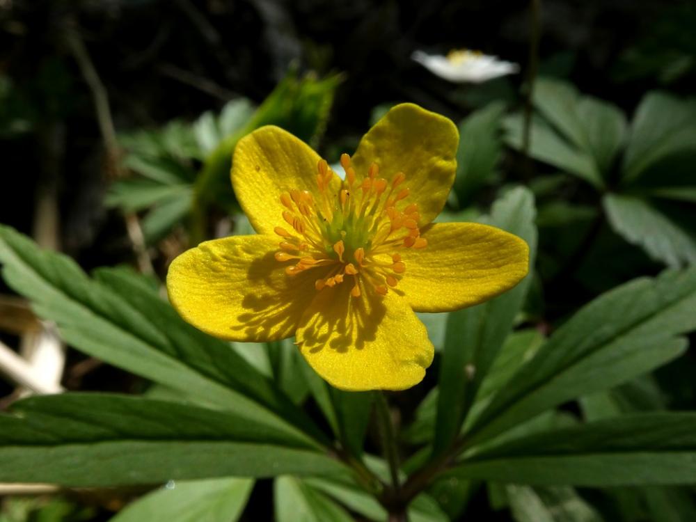 Flower Yellow Caltha Palustris Nature Sun Flora Flower Yellow Caltha Palustris Nature Sun Flora