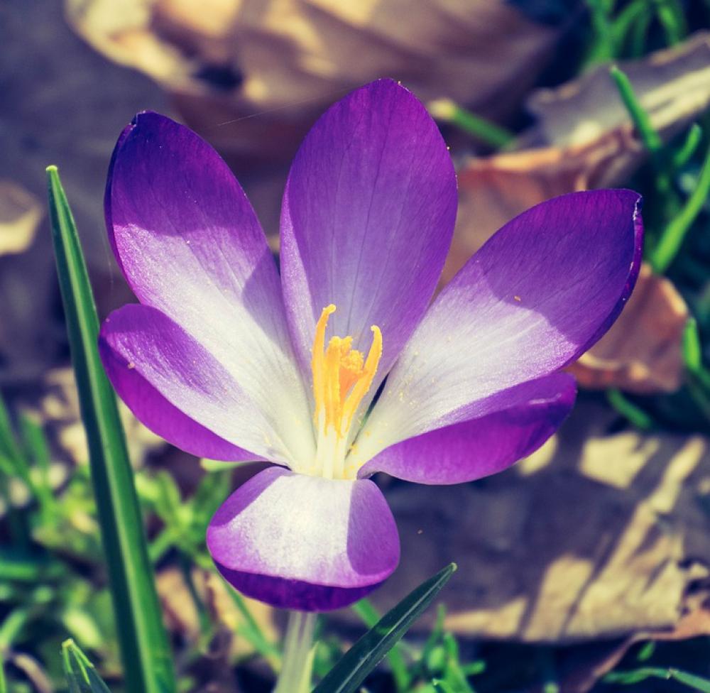 Flower Purple Colorful Plant Garden Summer Spring Flower Purple Colorful Plant Garden Summer Spring