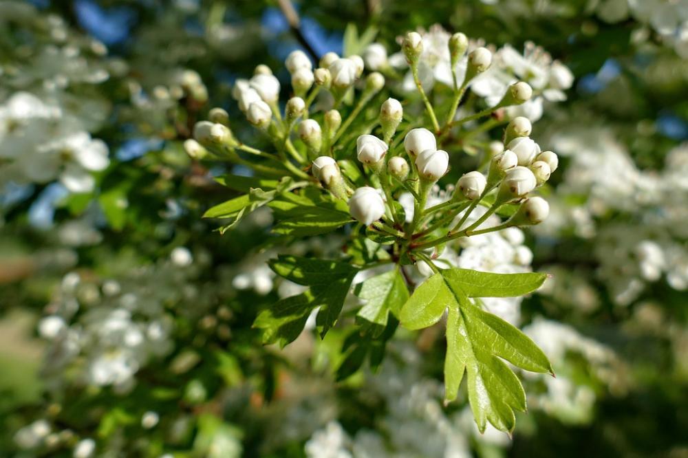 Flower Flowers Spring White Blossom Nature Flora Flower Flowers Spring White Blossom Nature Flora