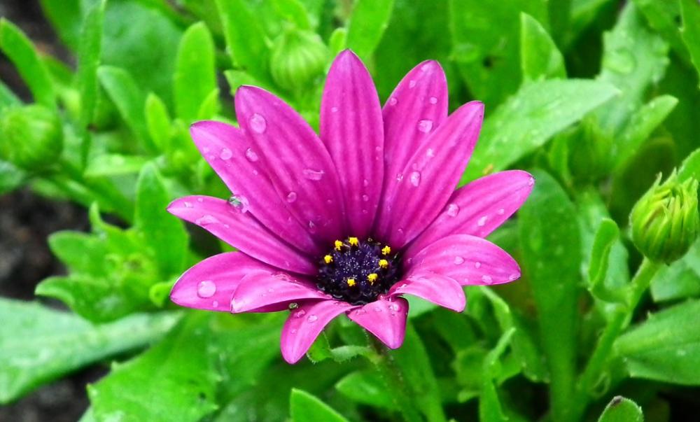 Flower Garden Spring Nature The Petals Blooming Flower Garden Spring Nature The Petals Blooming