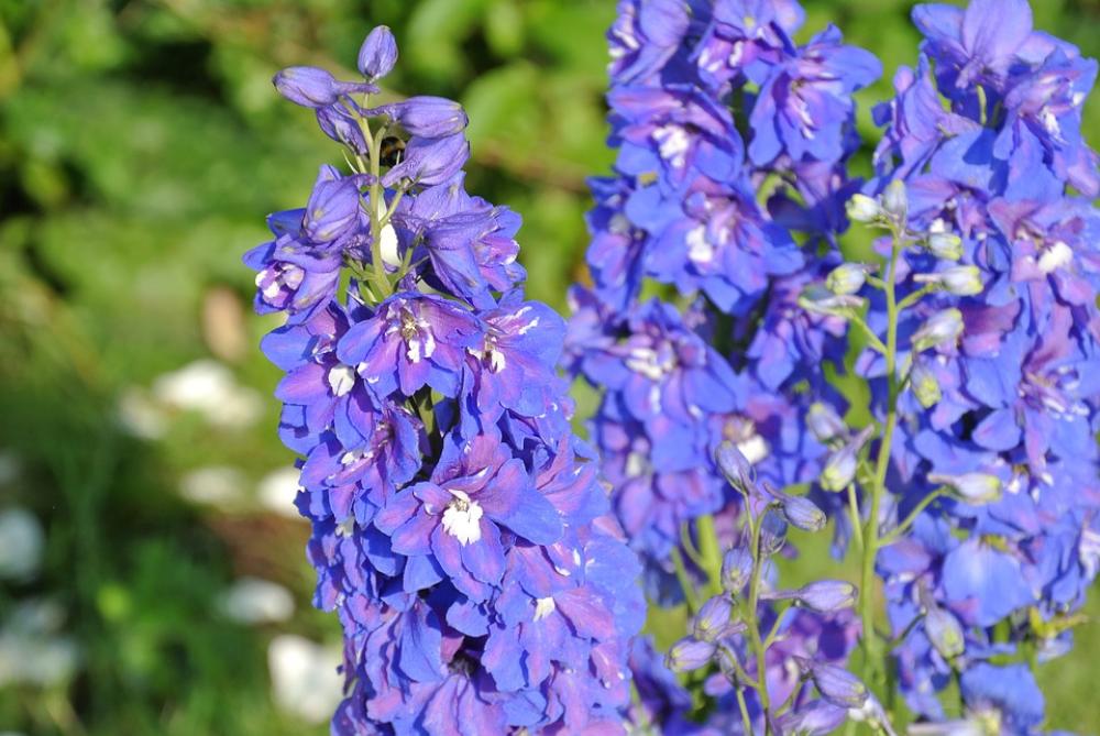 Flower Purple Beautiful Garden Bloom Flower Purple Beautiful Garden Bloom