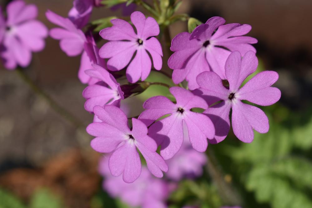 Flower Inflorescence Summer Garden Nature Flowers Flower Inflorescence Summer Garden Nature Flowers