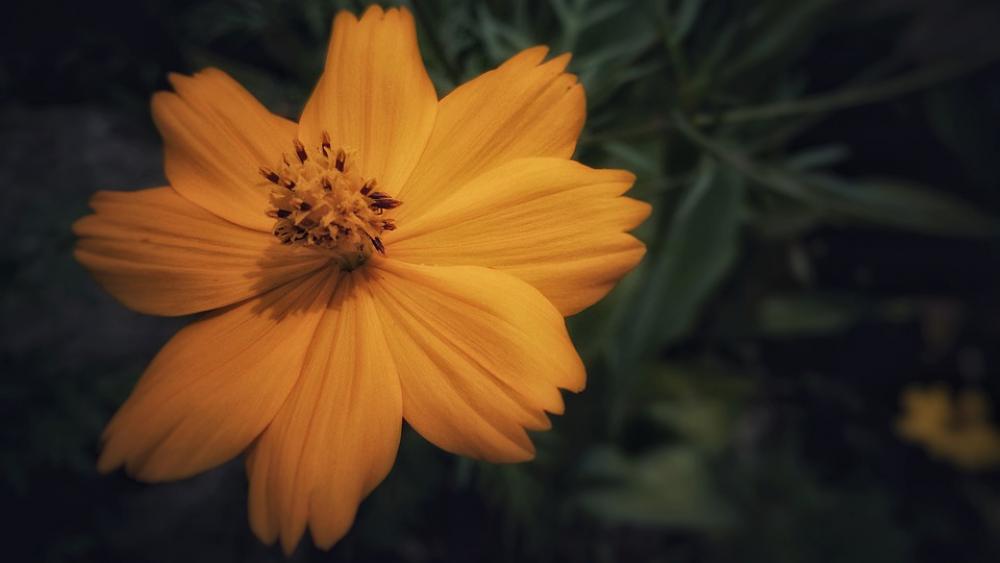 Flower Orange Nature Plant Yellow Colorful Flower Orange Nature Plant Yellow Colorful