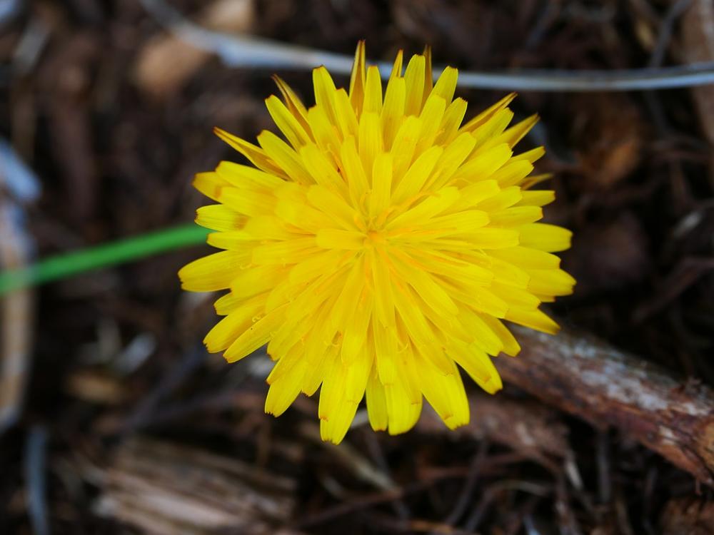 Flower Dandelion Yellow Nature Flower Dandelion Yellow Nature