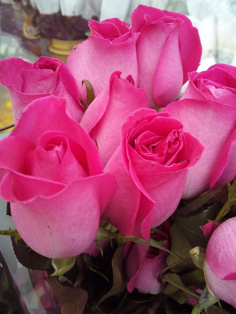 Flower Florist Flowers White Marriage Garden Flower Florist Flowers White Marriage Garden