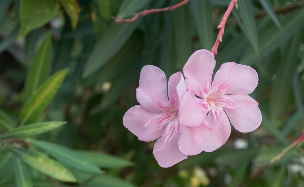 Flower Nature Blossom Pink Blooming Garden Flower Nature Blossom Pink Blooming Garden