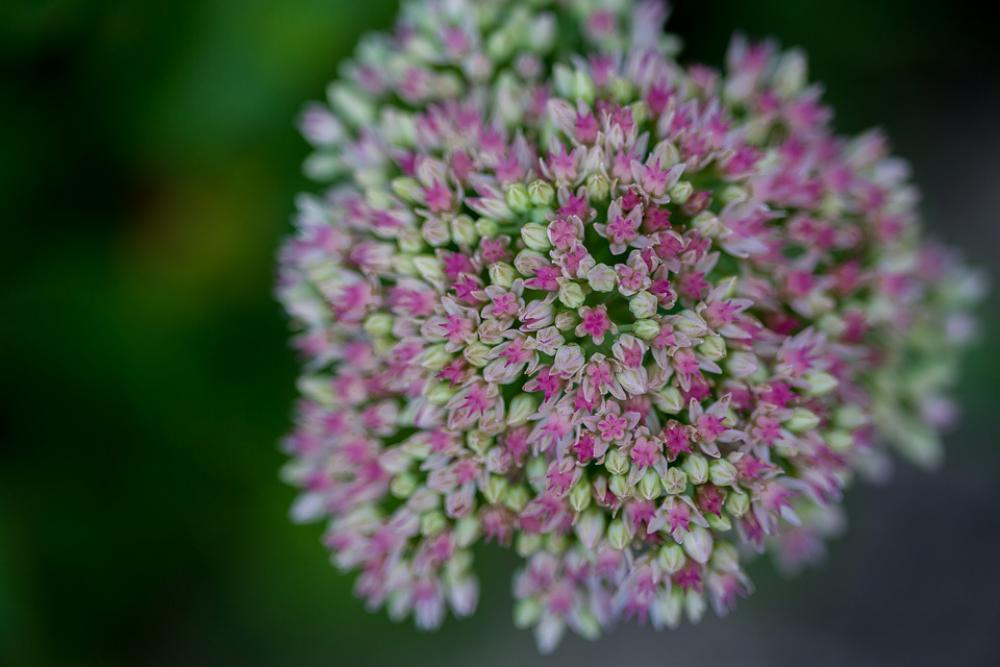 Flower Nature Bokeh Stonecrop Blossom Bloom Plant Flower Nature Bokeh Stonecrop Blossom Bloom Plant