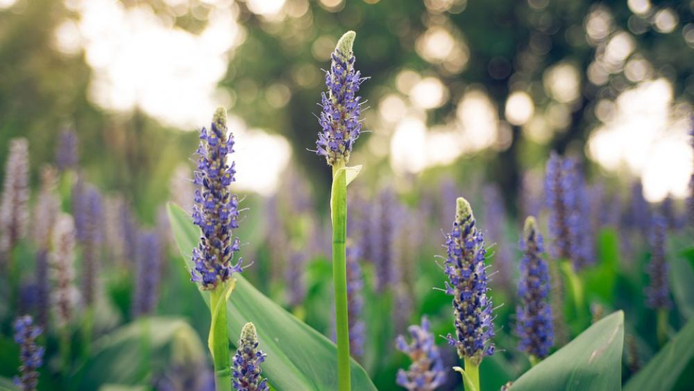 Flower Plant Purple Scenery Park Barracuda Grass Flower Plant Purple Scenery Park Barracuda Grass