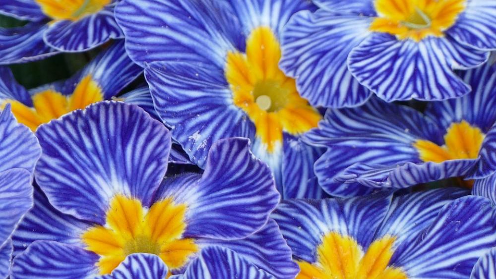 Flower Spring Garden Blossom Bloom Primrose Flower Spring Garden Blossom Bloom Primrose