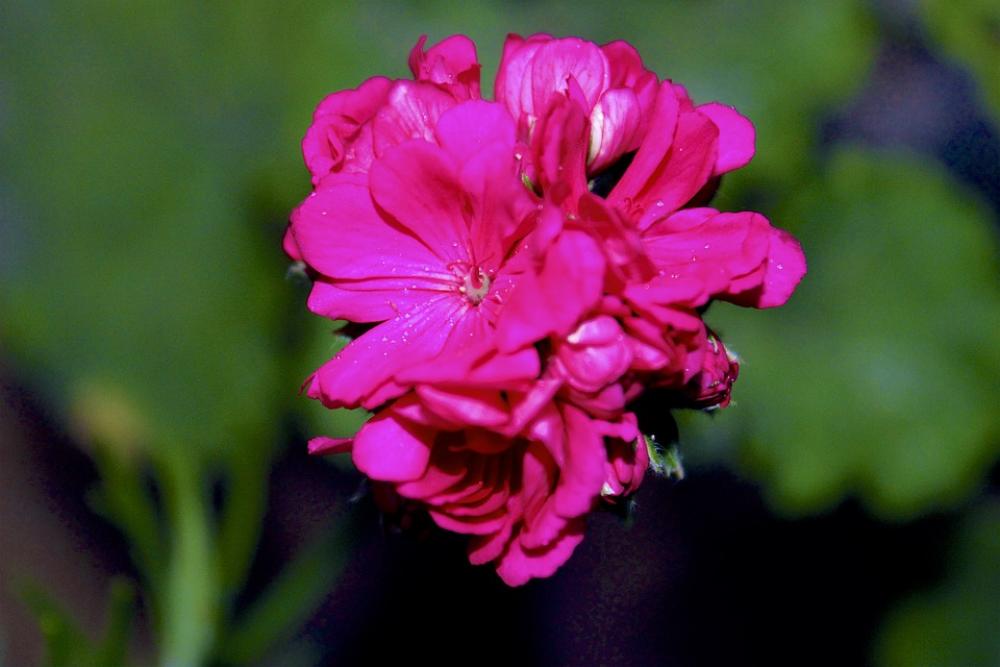 Flower Fleur Maroc Morocco Flower Fleur Maroc Morocco