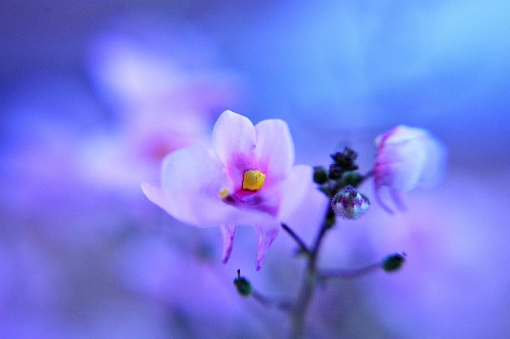Flower Pink Nature Small Soft Fairylike Dreamy Flower Pink Nature Small Soft Fairylike Dreamy