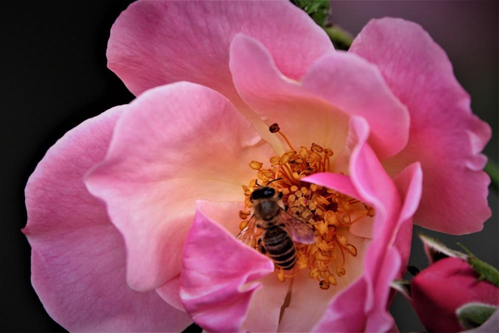 Flower Rose Bee Sprinkle Rose Bloom Nature Flora Flower Rose Bee Sprinkle Rose Bloom Nature Flora