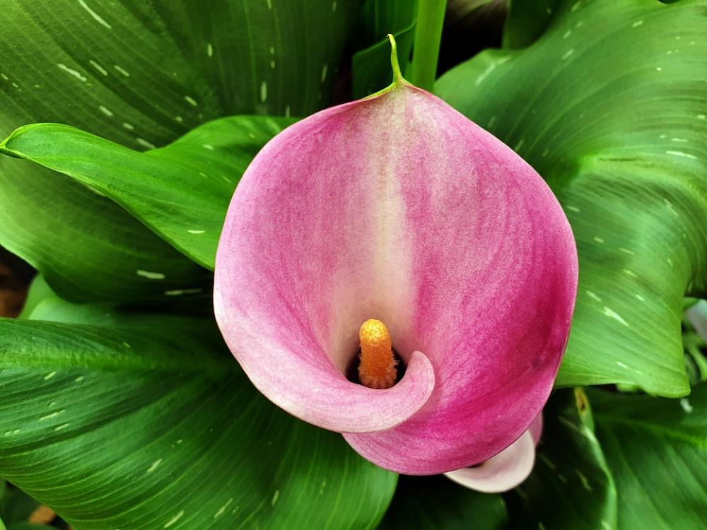 Flower Bloom Lily Blossom Pink Petals Floral Flower Bloom Lily Blossom Pink Petals Floral