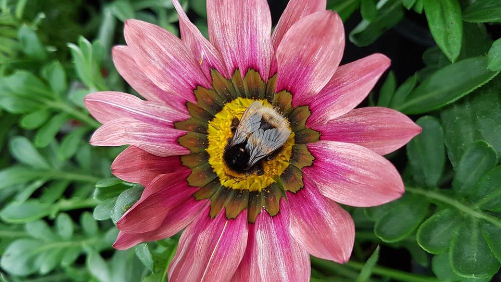 Flower Bee Bloom Insect Nature Plant Pollination Flower Bee Bloom Insect Nature Plant Pollination