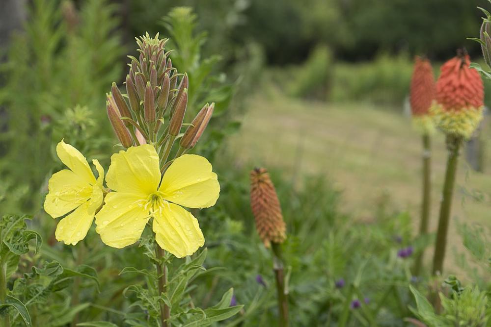 Flower Yellow Nature Petals Flower Yellow Nature Petals