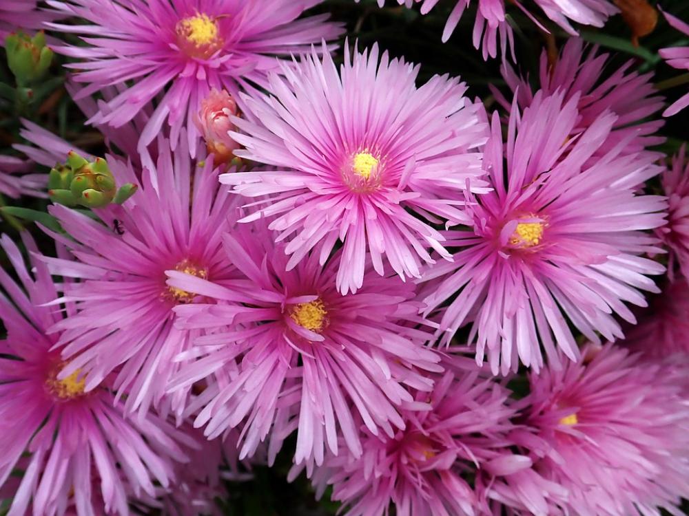 Flower Pink Succulent Plant Garden Nature Flower Pink Succulent Plant Garden Nature