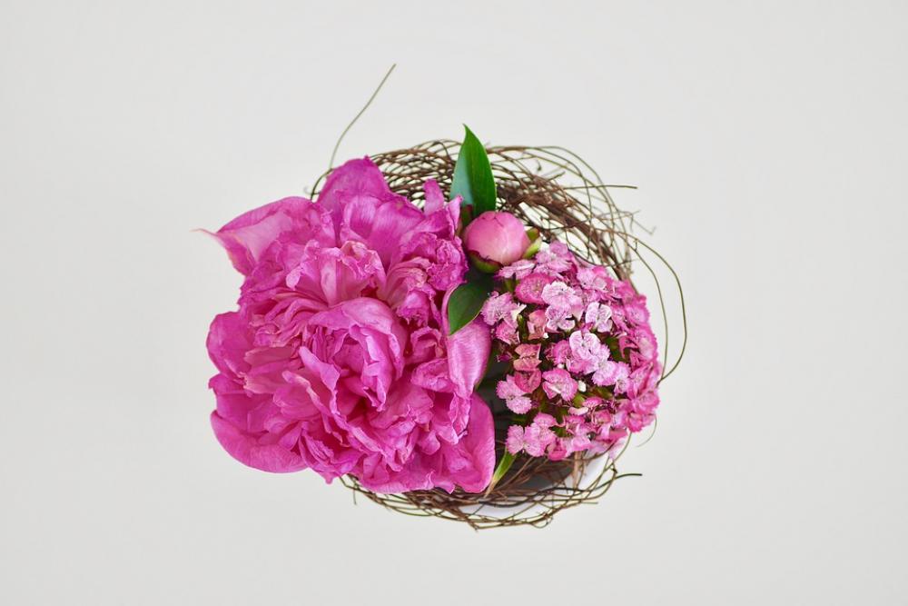 Flower Blossom Bloom Plant Pink Bloom Romantic Flower Blossom Bloom Plant Pink Bloom Romantic