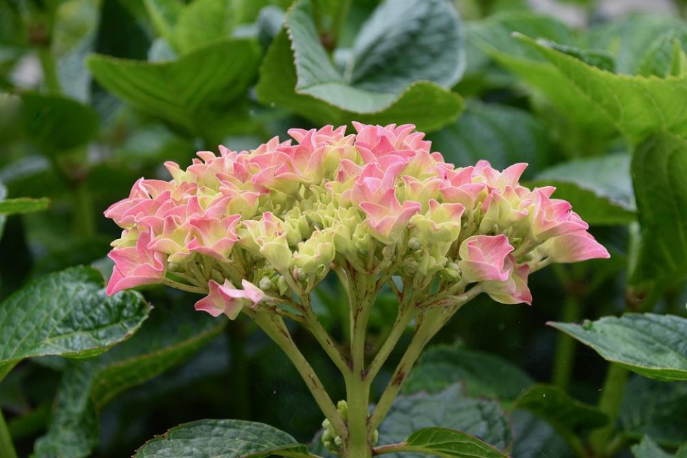 Flower Flower Hydrangea Pink Hydrangea Green Leaves Flower Flower Hydrangea Pink Hydrangea Green Leaves
