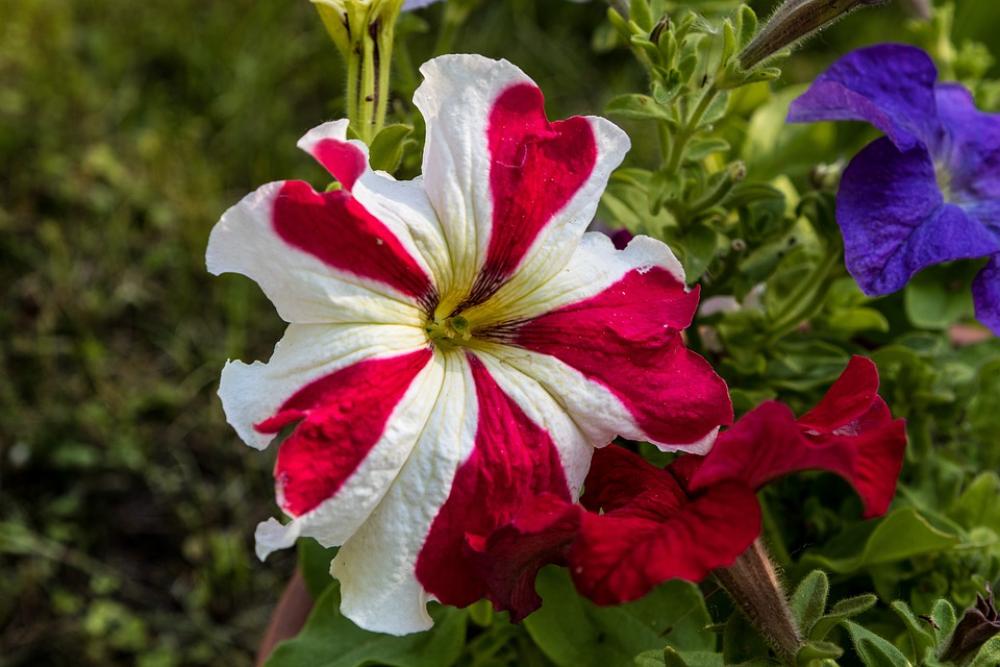 Flower Flower Garden Petals Nature Summer Garden Flower Flower Garden Petals Nature Summer Garden