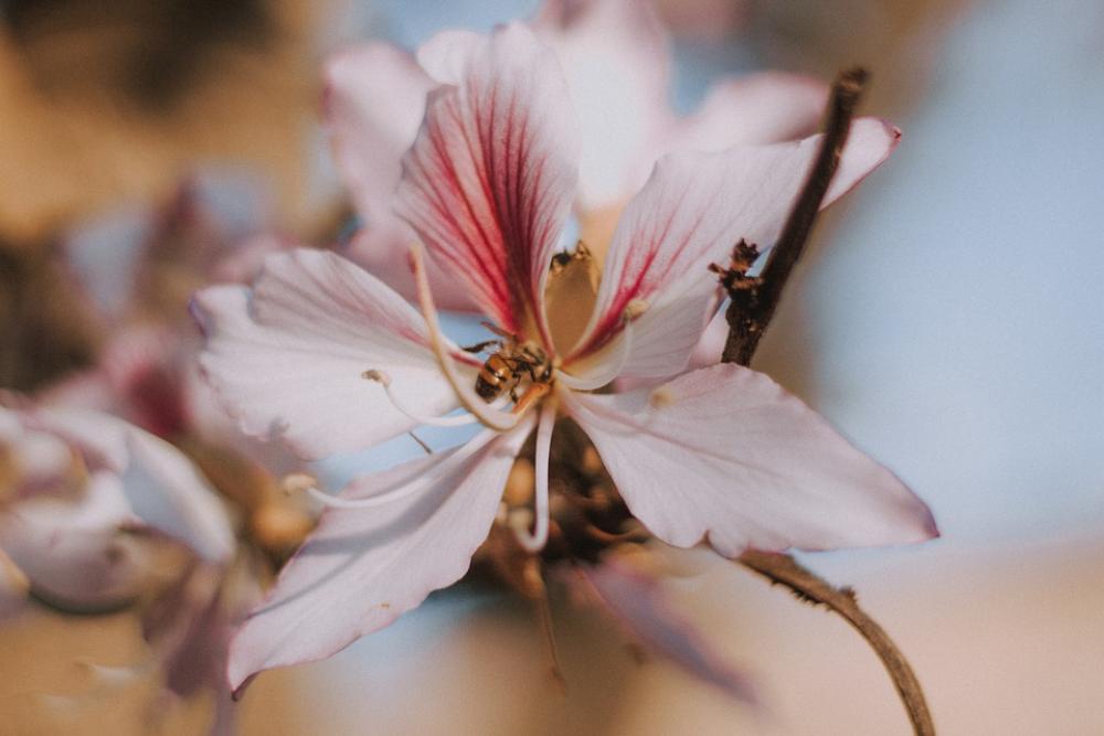 Flower Bokeh Nature Plant Flowers Close-Up Garden Flower Bokeh Nature Plant Flowers Close-Up Garden
